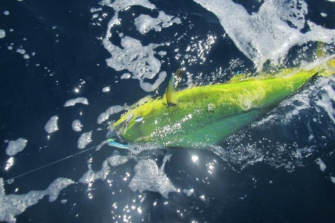 Deep Sea Fishing for 5 Hours from Cabo San Lucas - Is $750 a Fair Price for Four People?