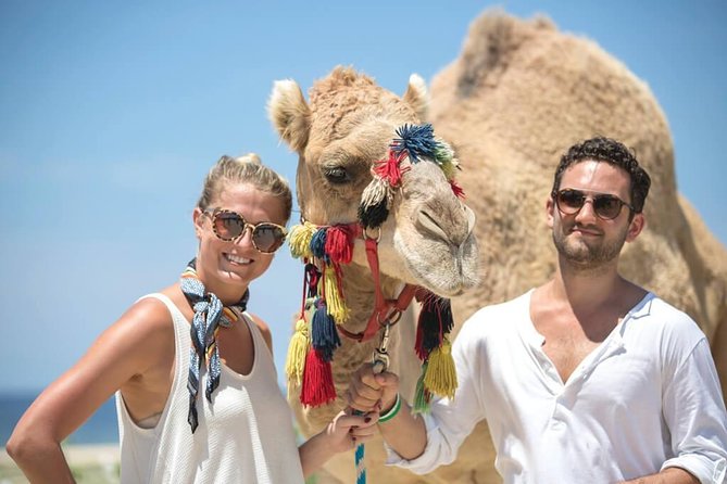 Desert & sea, Camel Safari tour in Los Cabos with lunch - Key points to know before you book