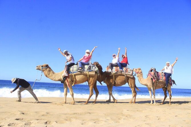 Discover Cabo San Lucas by camel ride - Meeting the Camels at Playa Migrino