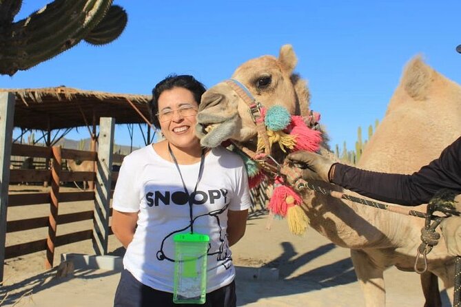 Discover Cabo San Lucas by camel ride - A Small Group With Bilingual Support