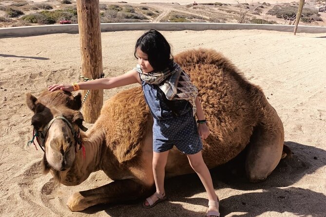 Discover Cabo San Lucas by camel ride - Weather and Practical Planning