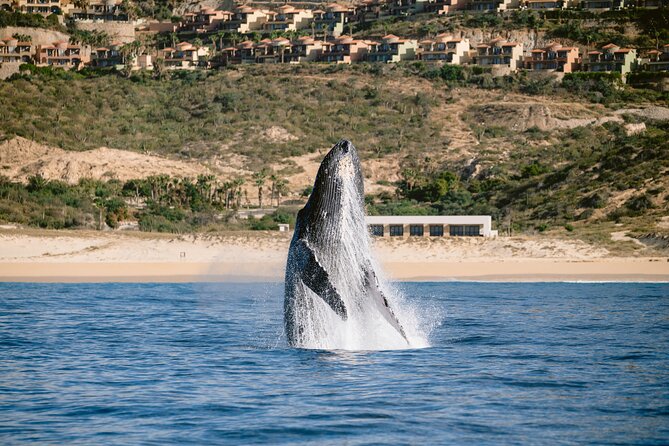 Educational Sunrise Whale Watching with Photos Included - Who should book this Cabo morning?