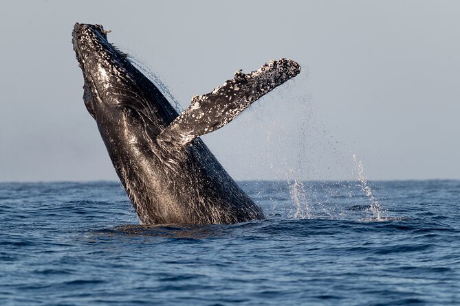 Educational Sunrise Whale Watching with Photos Included - The two-hour search in open ocean