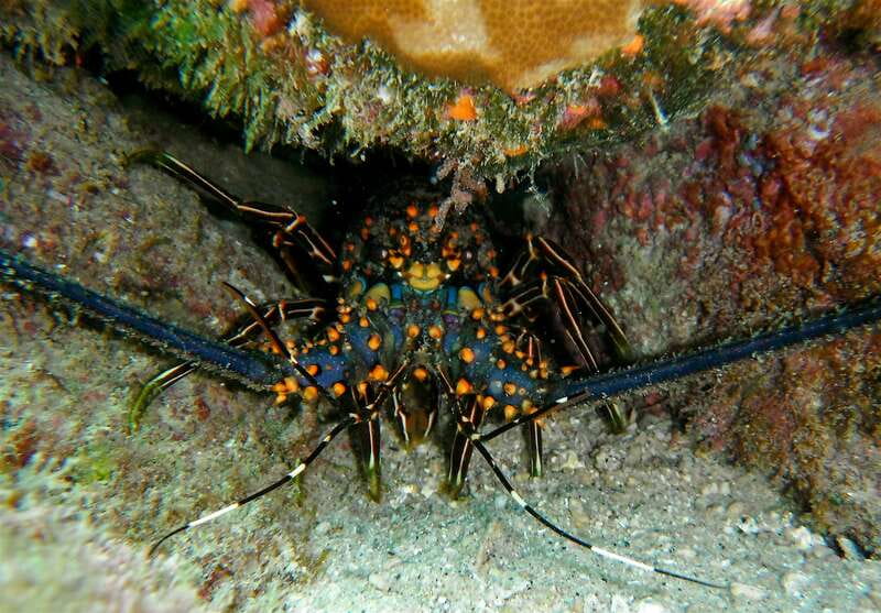 From Cabo: Cabo Pulmo Marine Park Snorkeling and Kayaking - Who should book this Cabo Pulmo day trip?