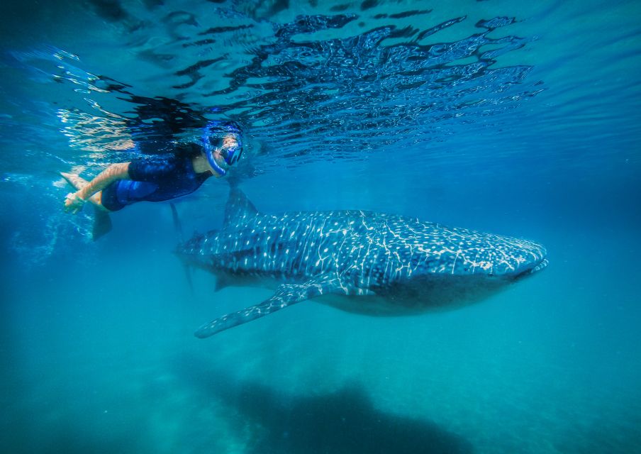From Cabo: Snorkel with Whale Sharks in La Paz - Key points to know before booking