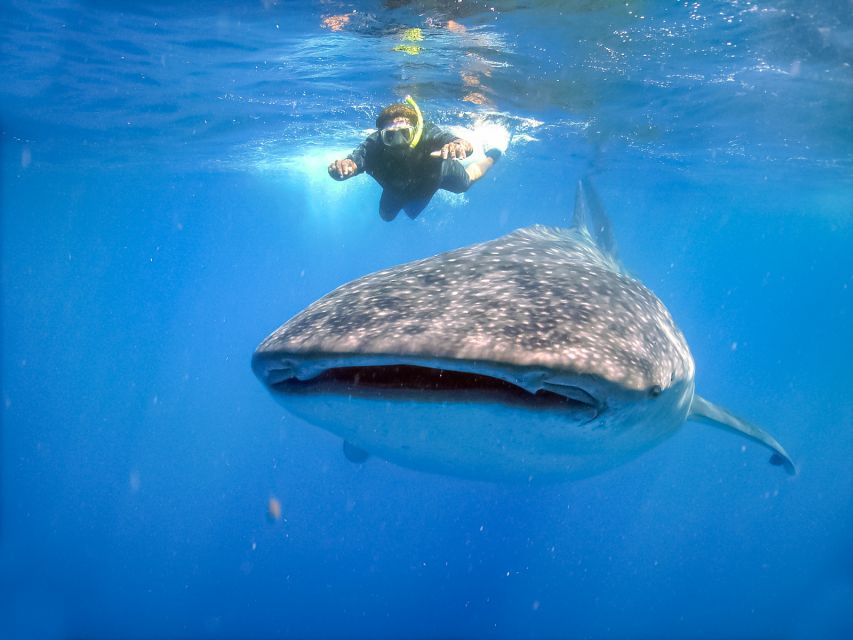 From Cabo: Snorkel with Whale Sharks in La Paz - A whale shark day from Cabo