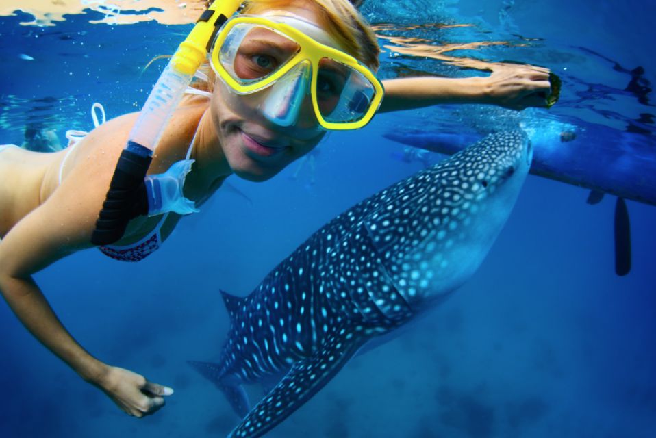 From Cabo: Snorkel with Whale Sharks in La Paz - Reaching the Sea of Cortés from La Paz