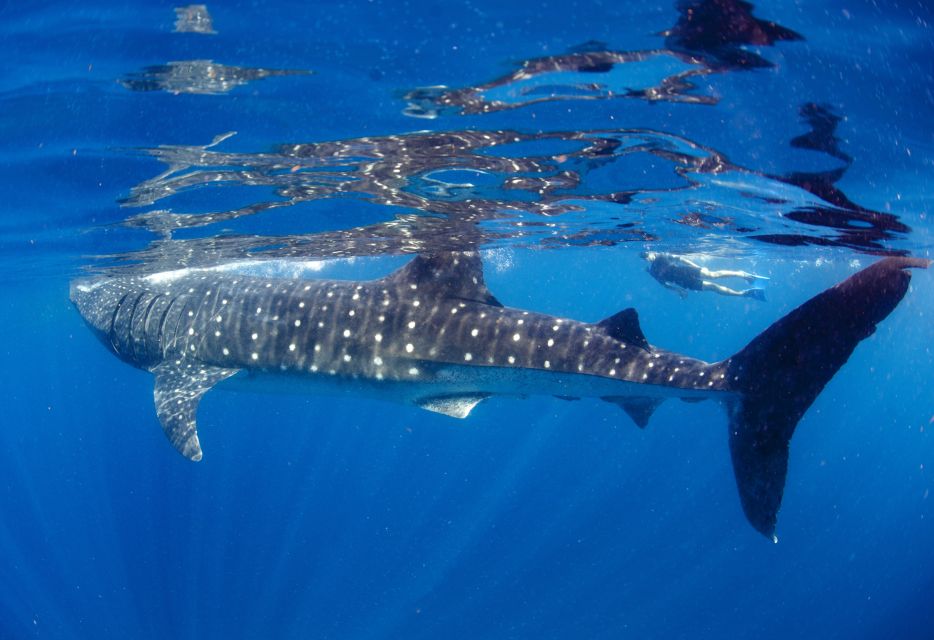 From Cabo: Snorkel with Whale Sharks in La Paz - The people who shape the day