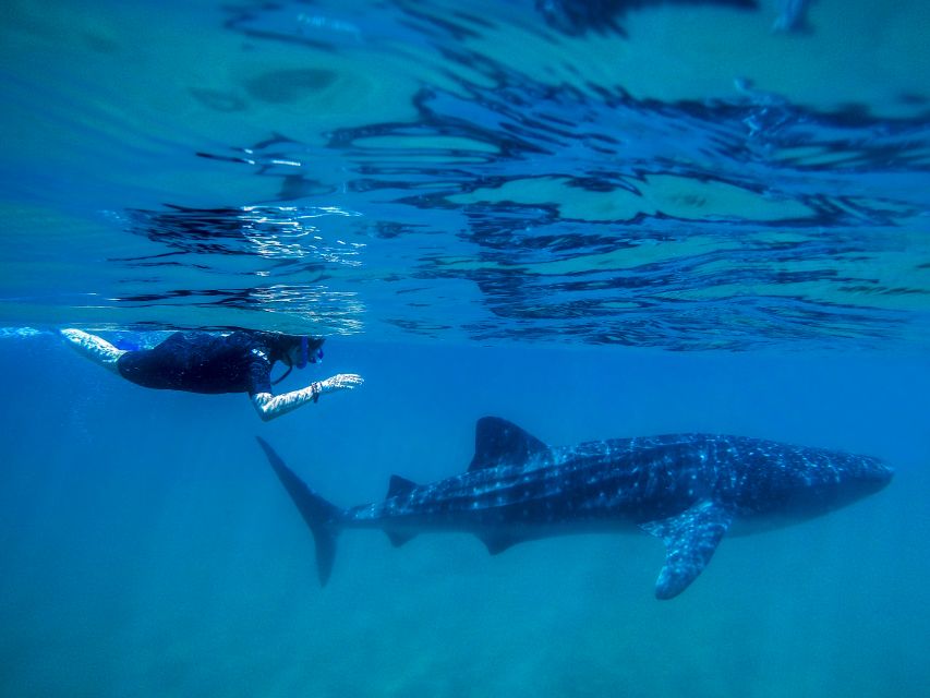 From Cabo: Snorkel with Whale Sharks in La Paz - A short taste of La Paz