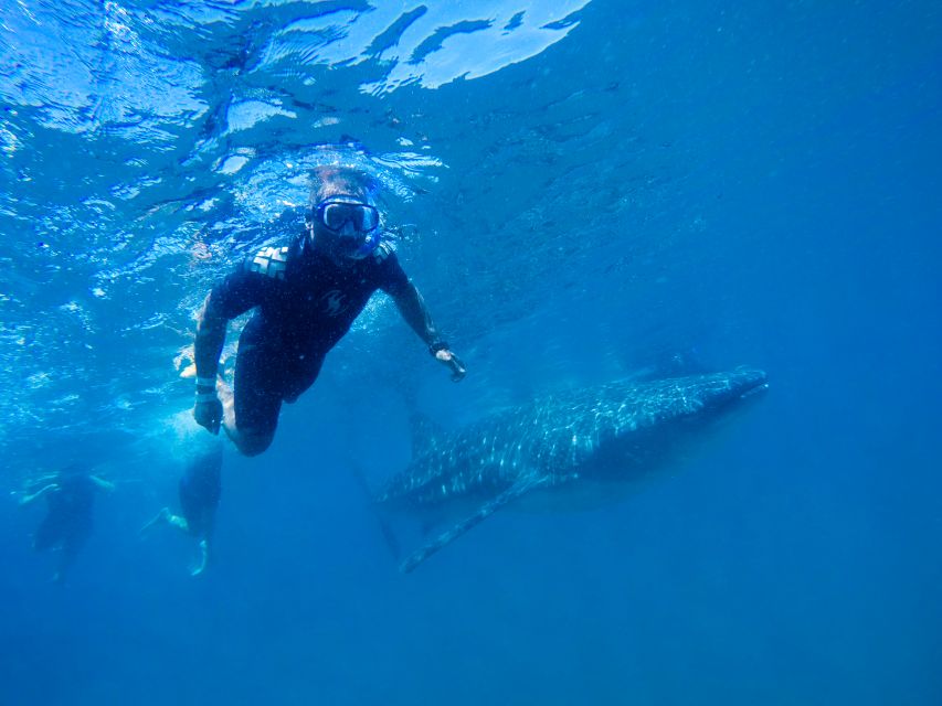 From Cabo: Snorkel with Whale Sharks in La Paz - Practical ways to improve your odds