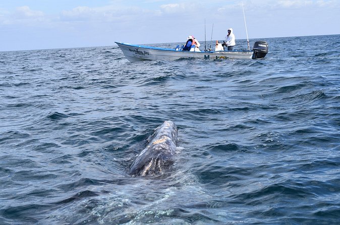 Full-Day Gray Whale Watching tour from Cabo to Mag Bay - Why Magdalena Bay is worth the long ride from Cabo