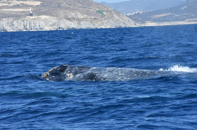 Full-Day Gray Whale Watching tour from Cabo to Mag Bay - The 6:00 am pickup and road to Puerto Chale