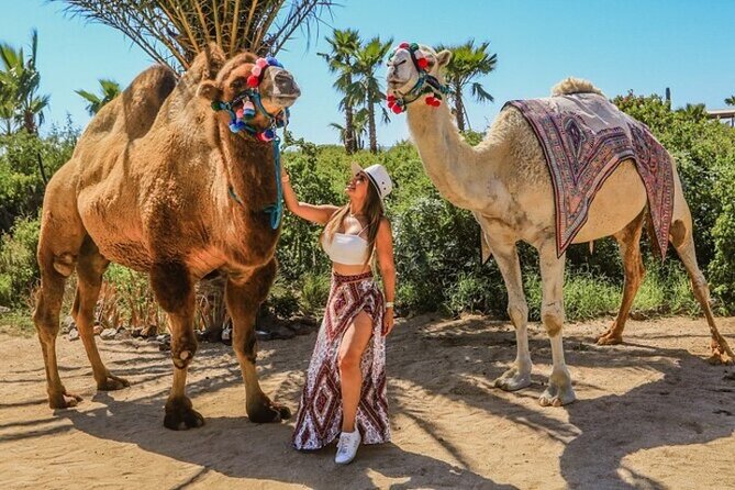 Fun Camel Ride and UTV COMBO with Tequila Tasting! - Two Cabo outings in one three-hour package