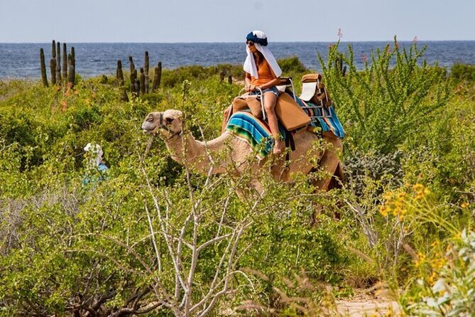 Fun Camel Ride and UTV COMBO with Tequila Tasting! - The real price is higher than $109