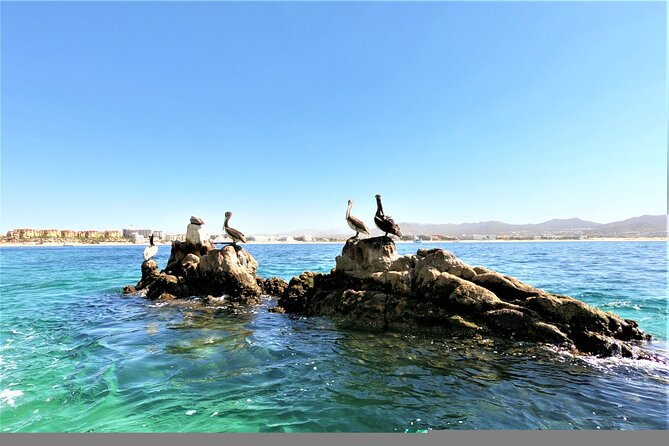 Glass Bottom Boat in Cabo San Lucas, free time in Playa del Amor - Sea lions, whales, and the glass-bottom view