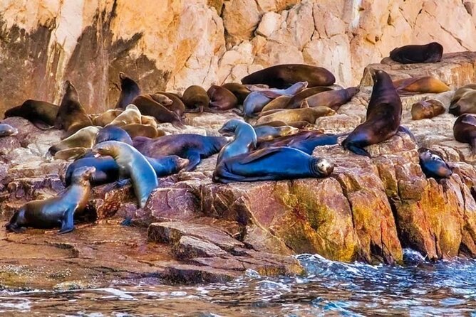 Glass Bottom Boat Sightseeing Tour in Cabo San Lucas - Timing, Seasickness, and Practical Details