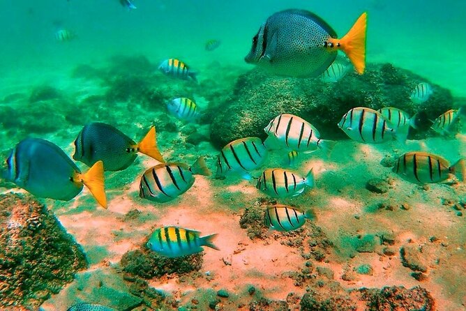 Glass Bottom Boat Sightseeing Tour in Cabo San Lucas - What the Guide Adds to the Ride