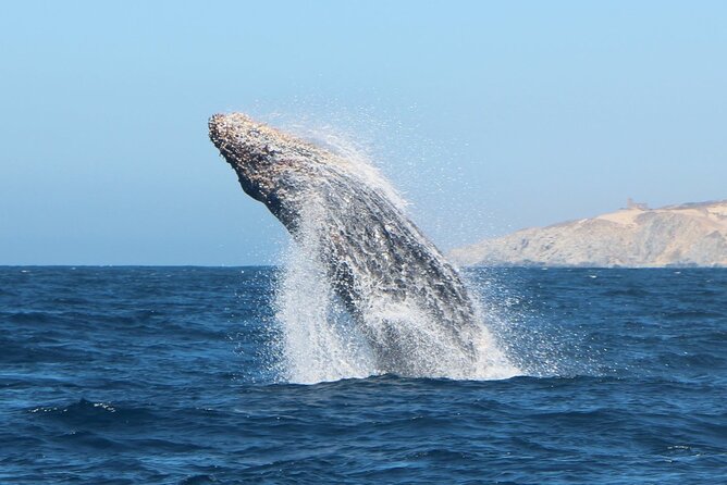 Glass Bottom Boat Sightseeing Tour in Cabo San Lucas - Divorce Beach Gives You Time on Land