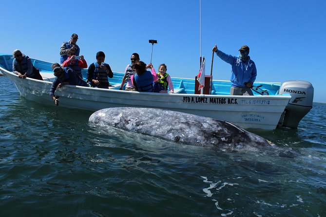 Gray Whale-Watching 2-Day Experience in Magdalena Bay - Key points to know before you book