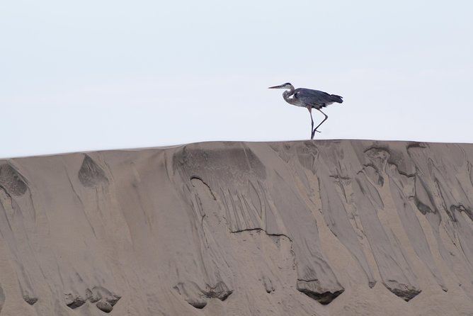Gray Whale-Watching 2-Day Experience in Magdalena Bay - What the guides add to the day