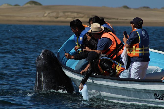 Gray Whale-Watching 2-Day Experience in Magdalena Bay - Is $799 a fair price?