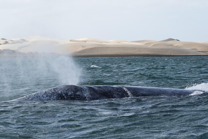 Gray Whale-Watching 2-Day Experience in Magdalena Bay - Arriving in López Mateos for local food and simple lodging