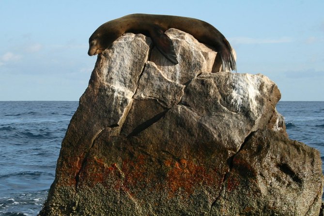 Guided Tour Los Cabos: Boat | Tacos & Tequila | Photos & Transfer - What $106.25 really buys you