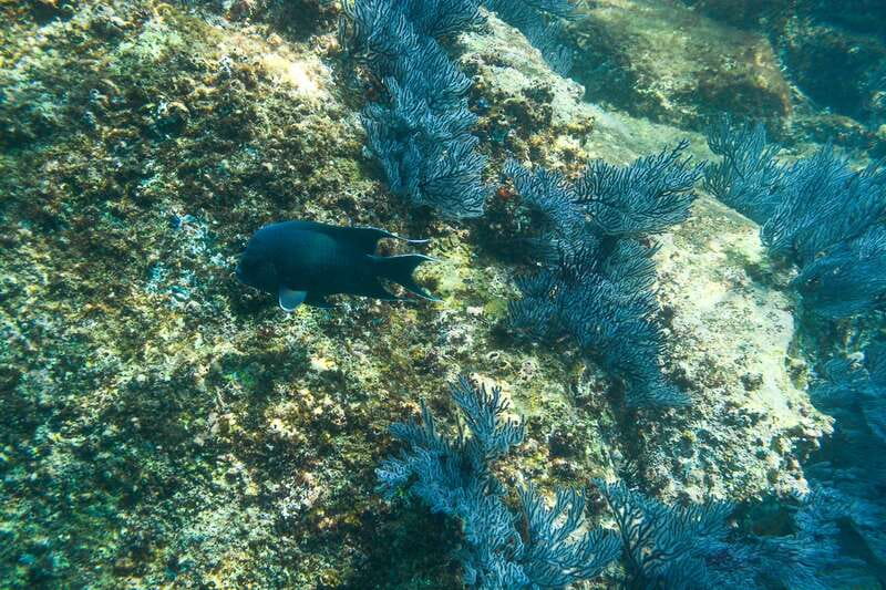 Half Day Guided Snorkel Tour in Los Cabos - Two bays, two different snorkeling settings