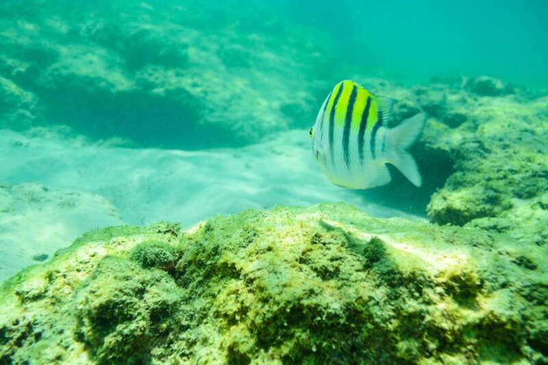 Half Day Guided Snorkel Tour in Los Cabos - Transportation from Cabo hotels and cruise stops