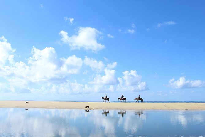 Horseback Riding Tour in Cabo San Lucas - Through cacti and dry Baja forest