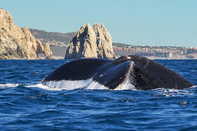 Humpback Whales in Cabo San Lucas - Why Cabo is a fine place to watch humpback whales