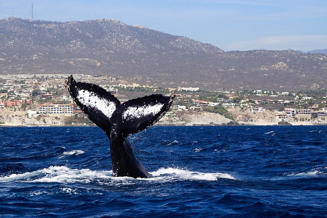 Humpback Whales in Cabo San Lucas - What you might see beyond humpbacks