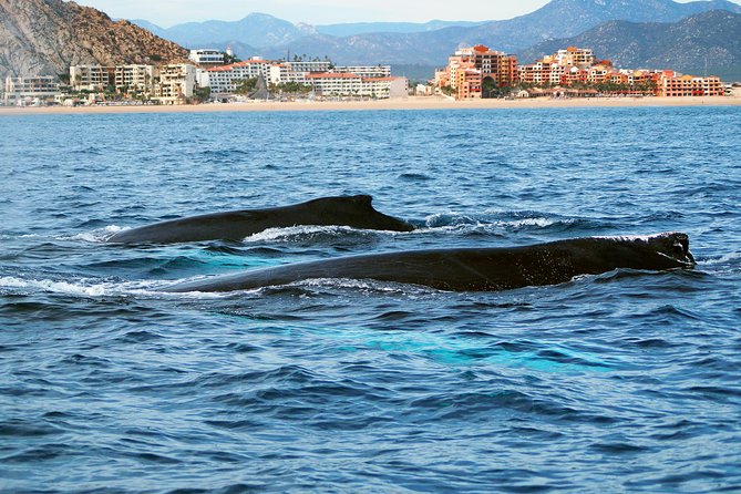 Humpback Whales in Cabo San Lucas - The $99 price and what it buys you