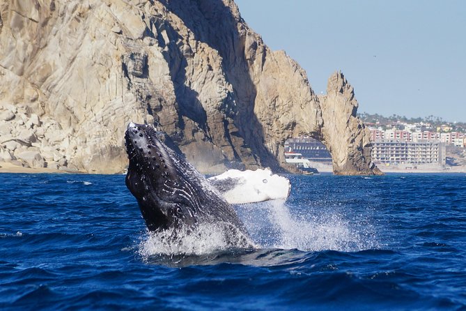 Humpback Whales in Cabo San Lucas - Boat comfort, sea conditions, and safety