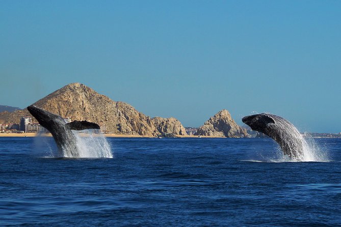 Humpback Whales in Cabo San Lucas - Who will enjoy this Cabo whale tour most