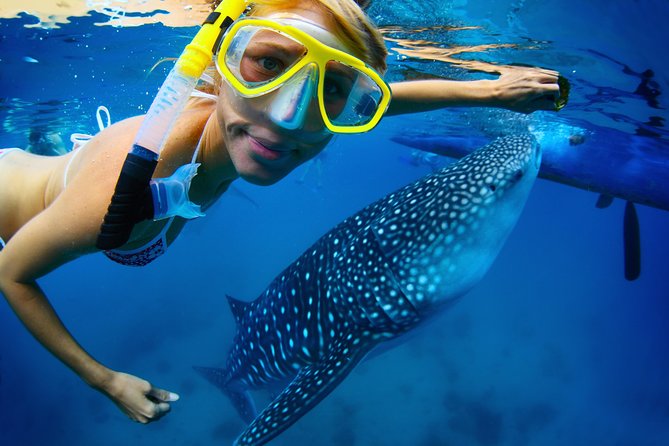 La Paz Whale Shark Snorkeling Tour and Lunch From Los Cabos - From Los Cabos to La Paz by minivan