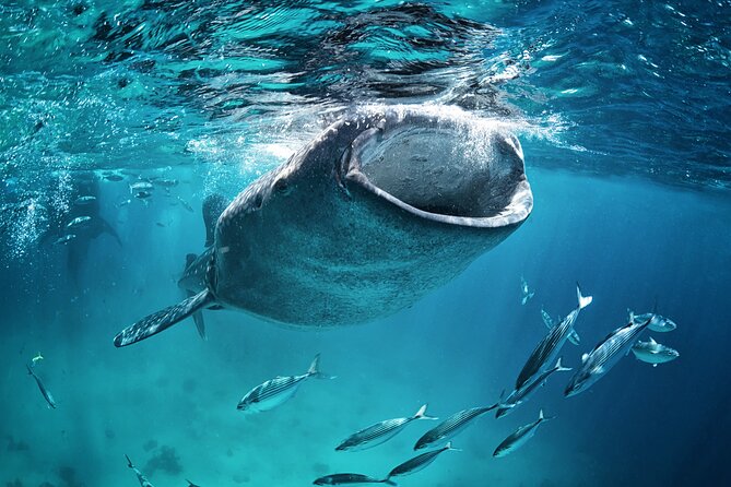 La Paz Whale Shark Snorkeling Tour and Lunch From Los Cabos - What the swim feels like
