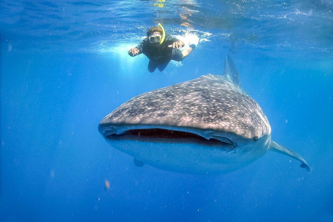 La Paz Whale Shark Snorkeling Tour and Lunch From Los Cabos - The biggest risk: weather and access