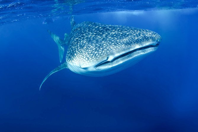 La Paz Whale Shark Snorkeling Tour and Lunch From Los Cabos - Is $259 a fair price?