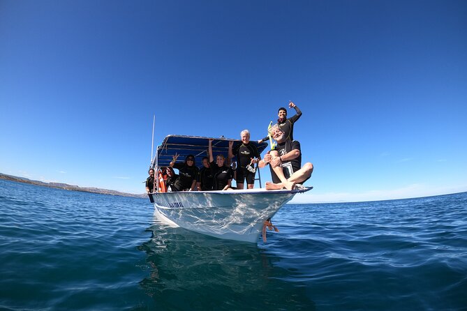 La Paz Whale Shark Snorkeling Tour and Lunch From Los Cabos - Who should book this day?