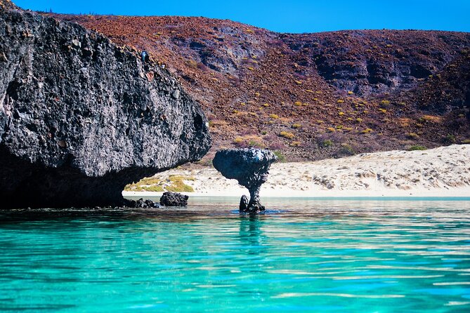 La Paz World Class Snorkeling in Balandras Hidden Beaches - Sea lions: an important promise to clarify