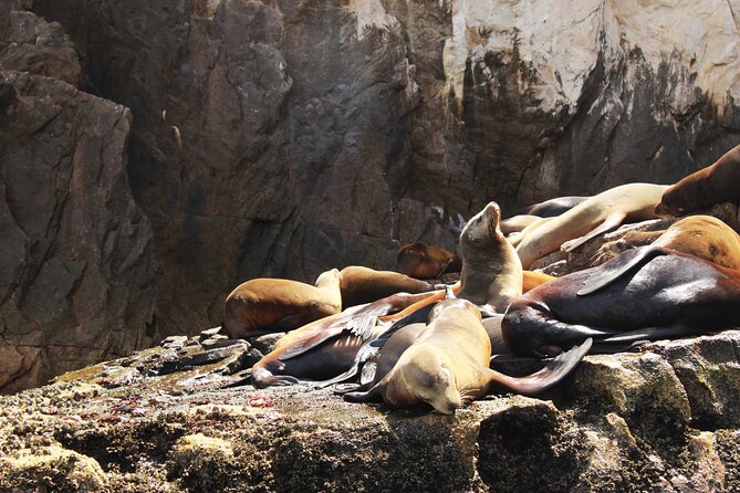 Land's End Tour in a Glass Bottom Boat - Whale season and changing conditions