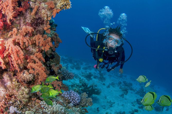 Learn to Scuba Dive in Cabo San Lucas with PADI - Starting with pool practice in San Jose del Cabo