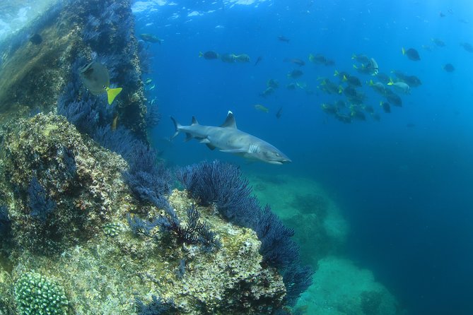 Learn to Scuba Dive in Cabo San Lucas with PADI - El Arco: Cabo’s famous landmark from the sea