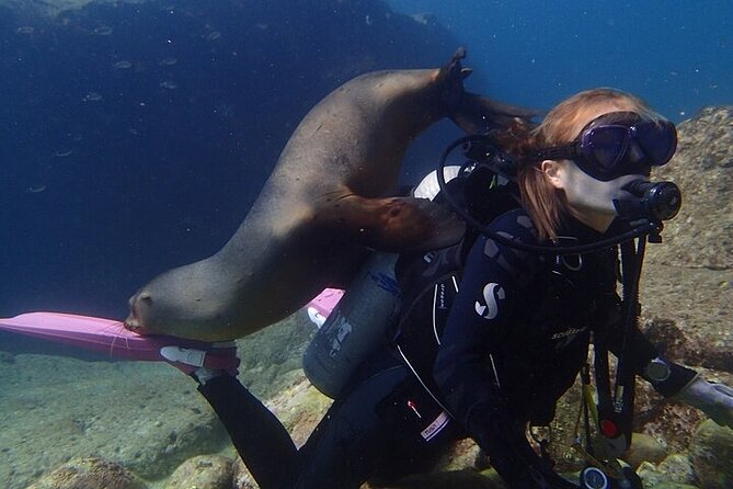 Los Cabos 1 tank dive to Land’s End (Certified Divers) - What the $115 price really covers