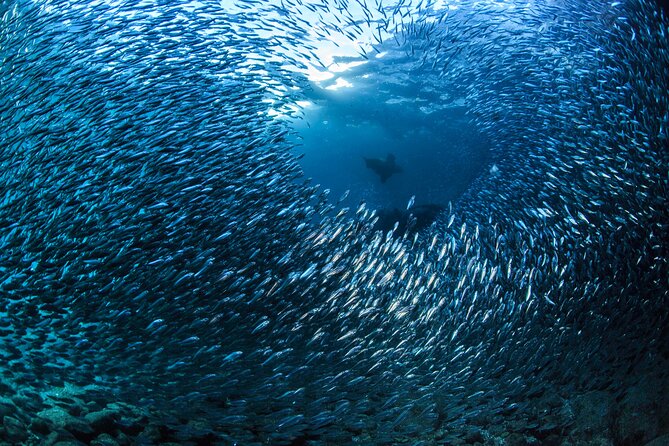 Los Cabos 2 tanks dive to The Corridor (Certified divers) - Land’s End and El Arco