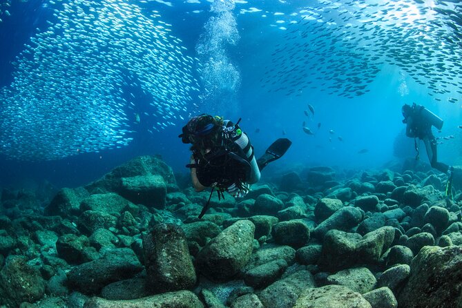Los Cabos 2 tanks dive to The Corridor (Certified divers) - Marine life: exciting possibilities, no promises