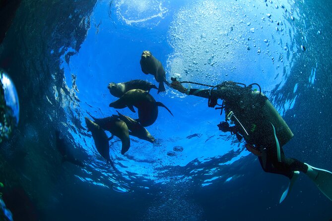Los Cabos 2 tanks dive to The Corridor (Certified divers) - Leaving the marina for the Corridor