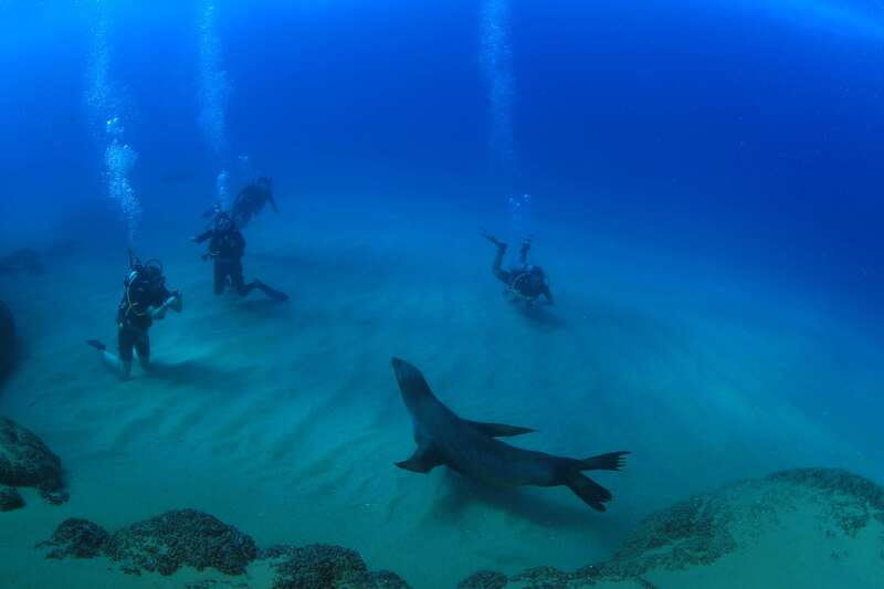 Los Cabos 3-Hour Certified Scuba Diving Tour - Cabo’s underwater world is the main event