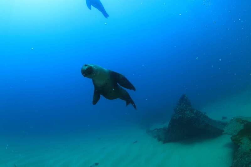 Los Cabos 3-Hour Certified Scuba Diving Tour - Should you book this Cabo scuba outing?
